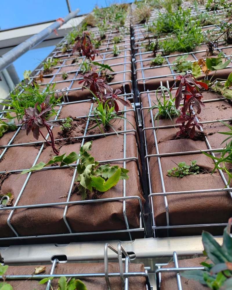 du-proto-a-la-serie-systeme-de-mur-modulaire-vegetalise-Deepwater